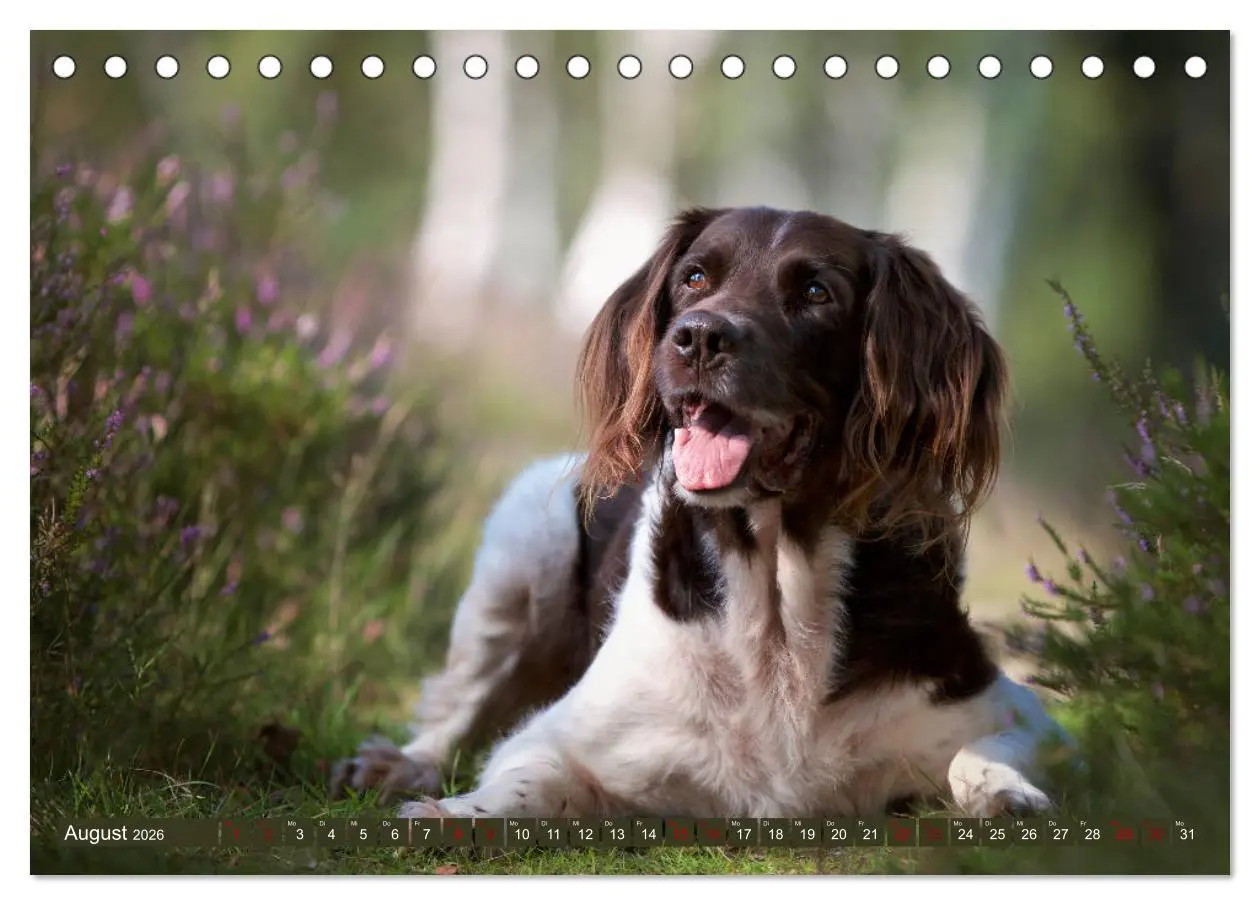 Bild: 9783457805084 | Passion Jagdhund - Kleiner Münsterländer (Tischkalender 2026 DIN A5...