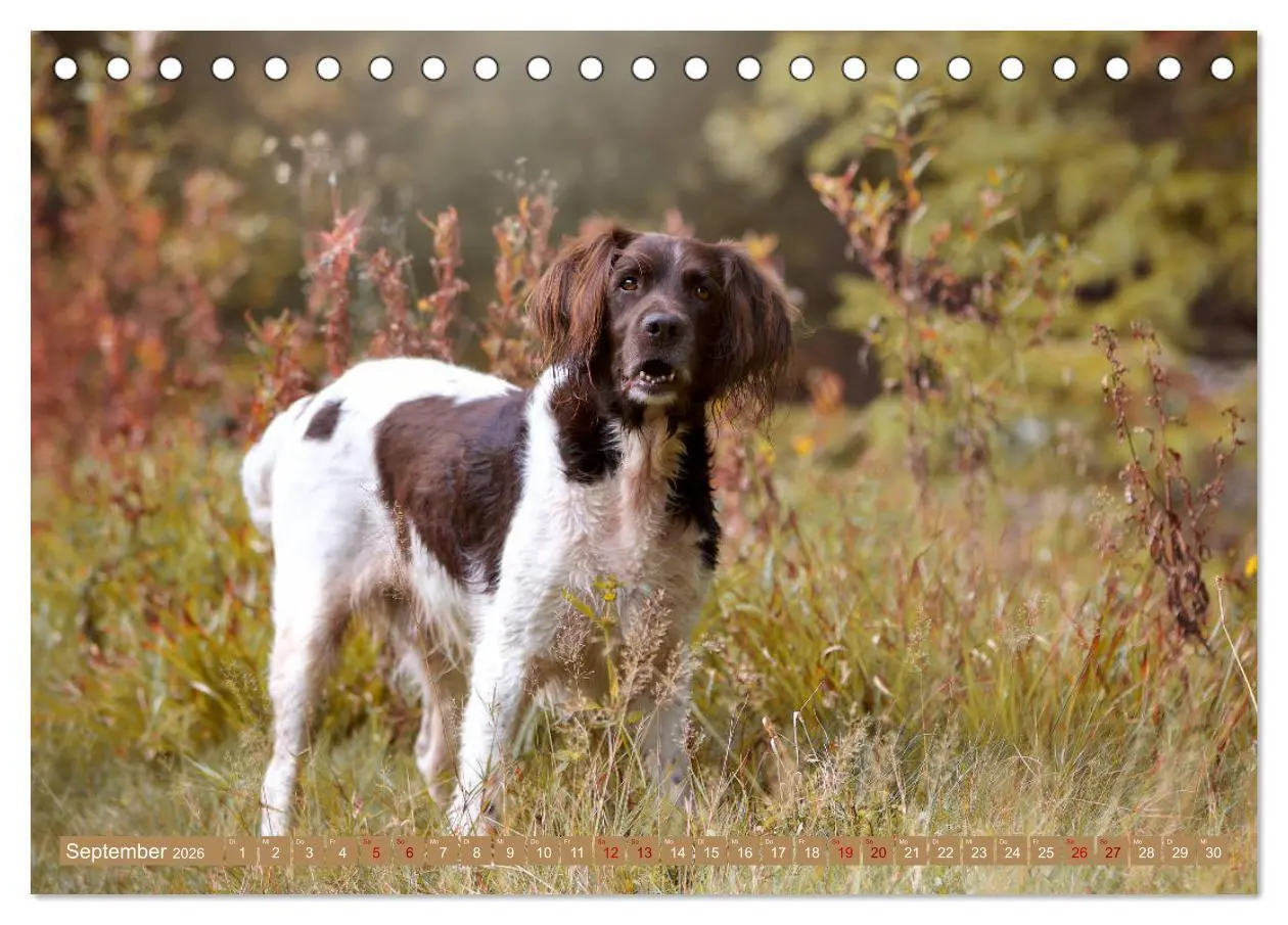 Bild: 9783457805084 | Passion Jagdhund - Kleiner Münsterländer (Tischkalender 2026 DIN A5...