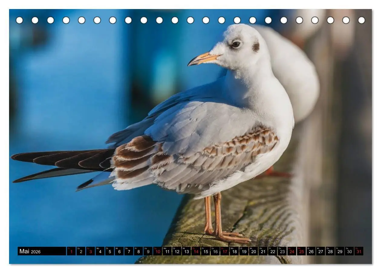 Bild: 9783516135084 | Entdeckungen auf der Insel Rügen (Tischkalender 2026 DIN A5 quer),...