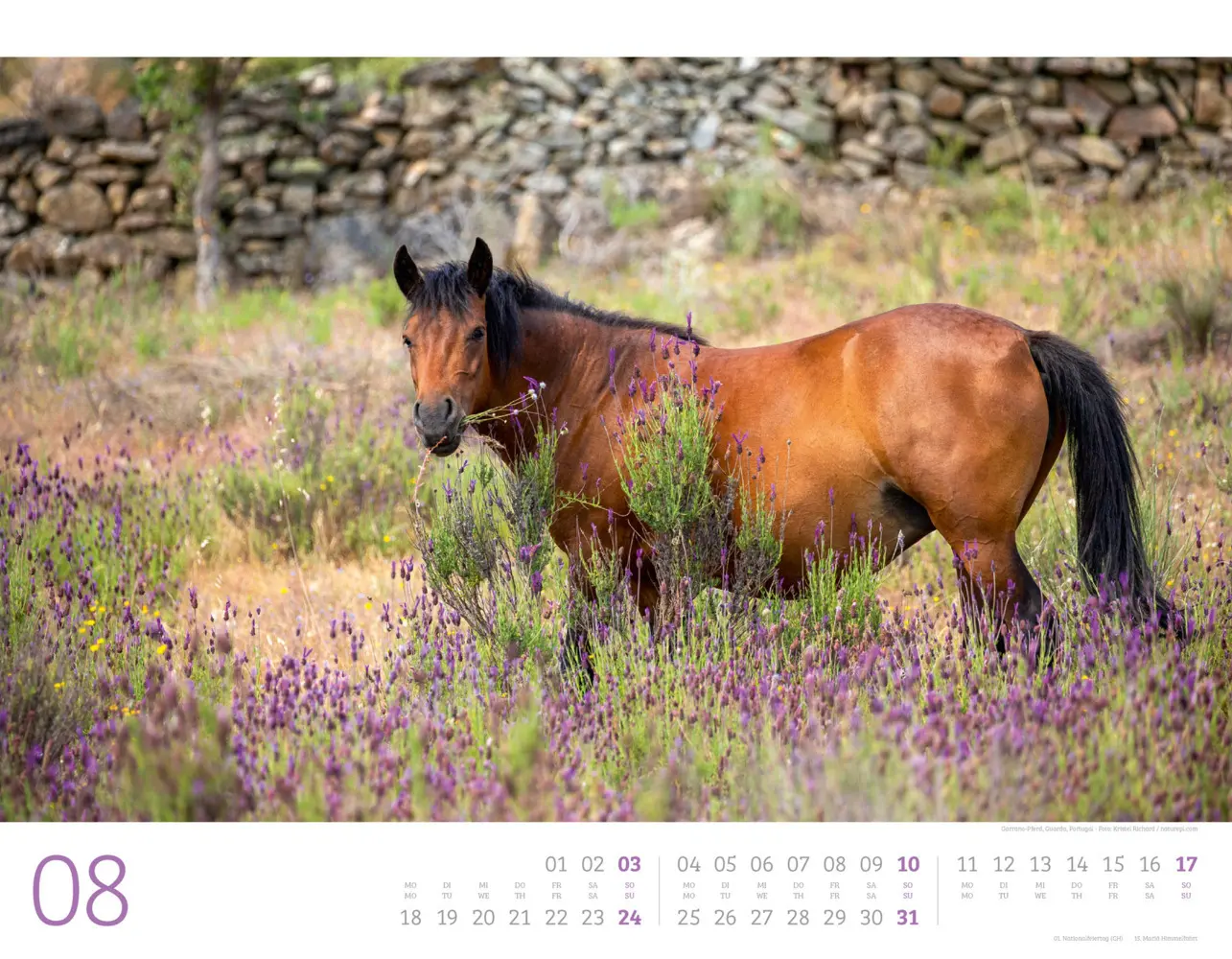 Bild: 9783838435084 | Wilde Pferde Kalender 2025 | Ackermann Kunstverlag | Kalender | 14 S.