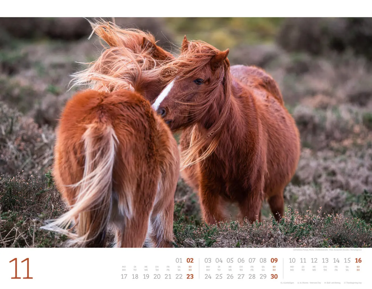 Bild: 9783838435084 | Wilde Pferde Kalender 2025 | Ackermann Kunstverlag | Kalender | 14 S.