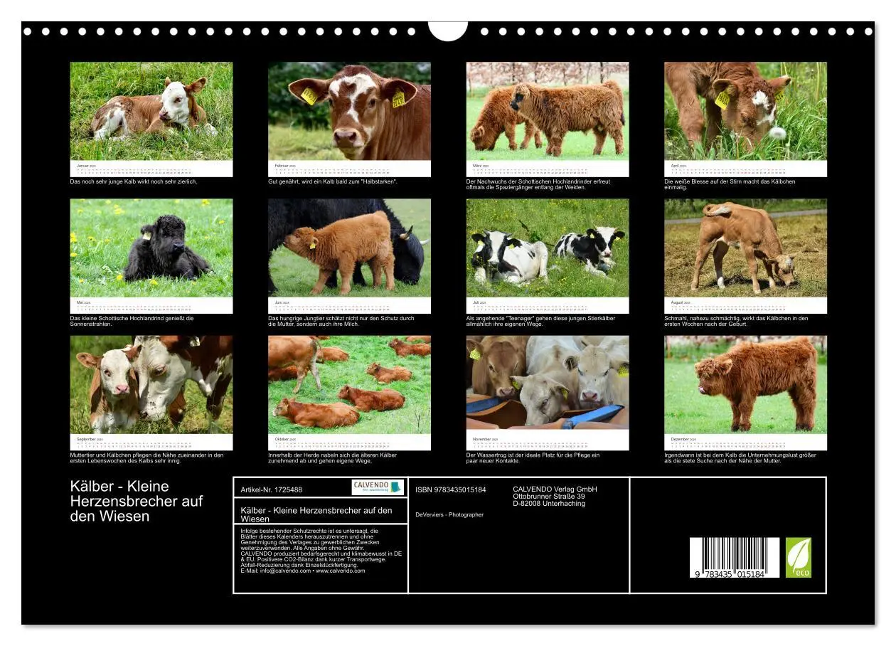 Bild: 9783435015184 | Kälber - Kleine Herzensbrecher auf den Wiesen (Wandkalender 2025...