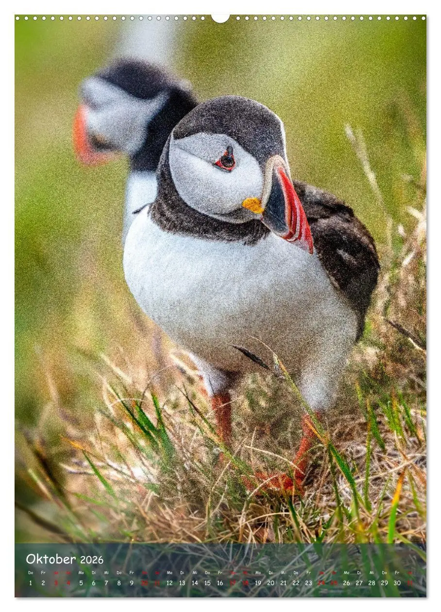 Bild: 9783516295184 | Naturerlebnis Puffin (Wandkalender 2026 DIN A2 hoch), CALVENDO...