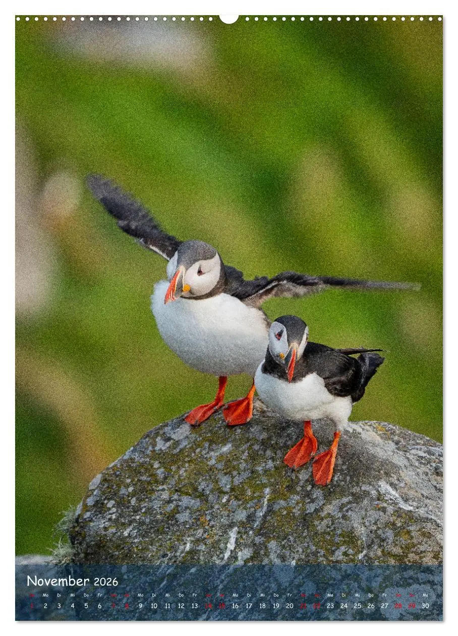 Bild: 9783516295184 | Naturerlebnis Puffin (Wandkalender 2026 DIN A2 hoch), CALVENDO...