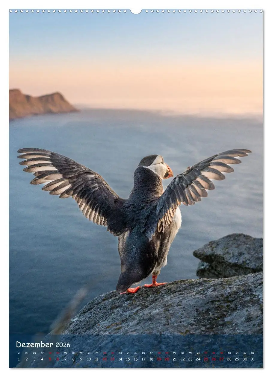 Bild: 9783516295184 | Naturerlebnis Puffin (Wandkalender 2026 DIN A2 hoch), CALVENDO...
