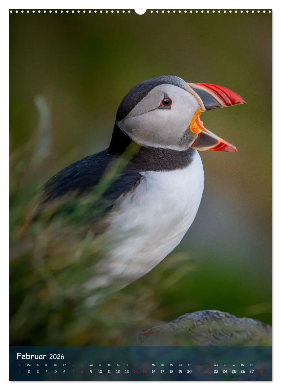 Bild: 9783516295184 | Naturerlebnis Puffin (Wandkalender 2026 DIN A2 hoch), CALVENDO...
