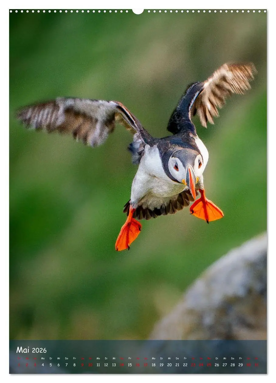 Bild: 9783516295184 | Naturerlebnis Puffin (Wandkalender 2026 DIN A2 hoch), CALVENDO...