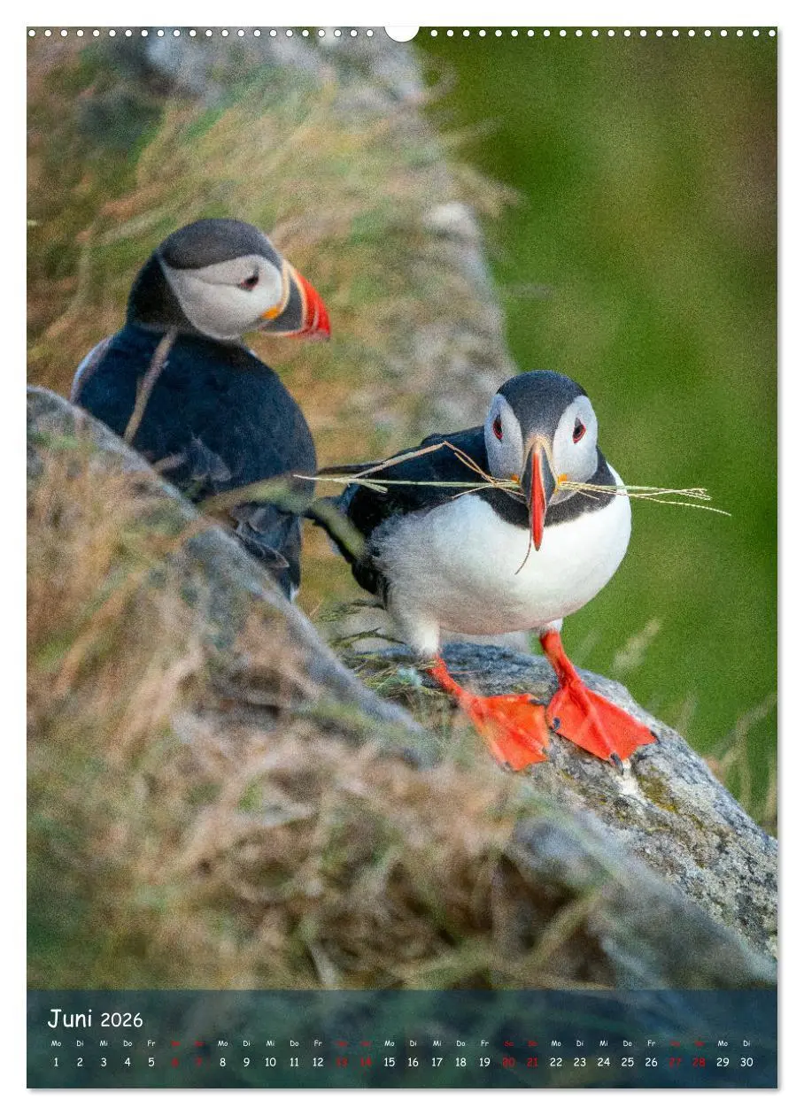 Bild: 9783516295184 | Naturerlebnis Puffin (Wandkalender 2026 DIN A2 hoch), CALVENDO...