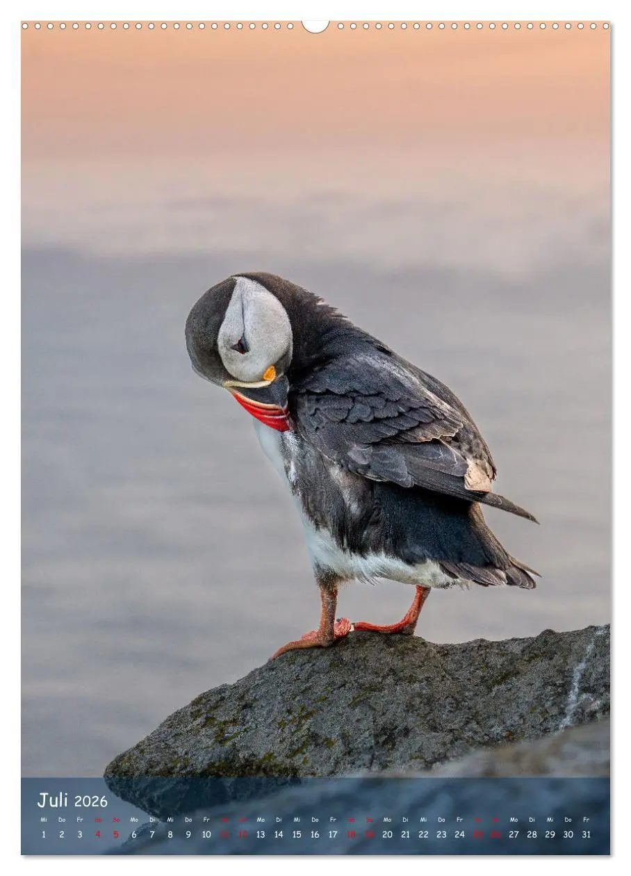 Bild: 9783516295184 | Naturerlebnis Puffin (Wandkalender 2026 DIN A2 hoch), CALVENDO...