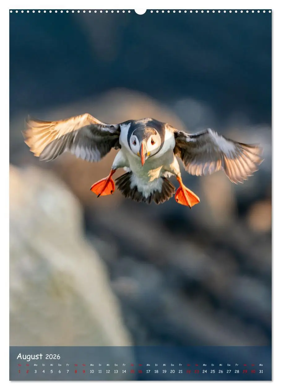 Bild: 9783516295184 | Naturerlebnis Puffin (Wandkalender 2026 DIN A2 hoch), CALVENDO...