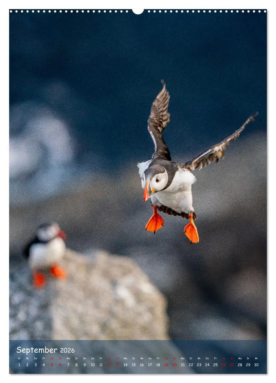 Bild: 9783516295184 | Naturerlebnis Puffin (Wandkalender 2026 DIN A2 hoch), CALVENDO...