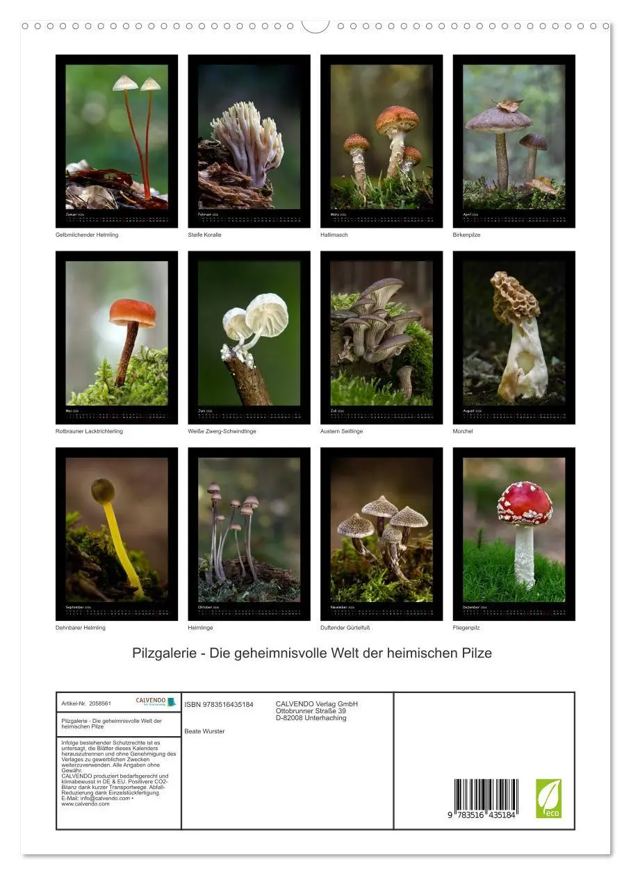 Bild: 9783516435184 | Pilzgalerie - Die geheimnisvolle Welt der heimischen Pilze...
