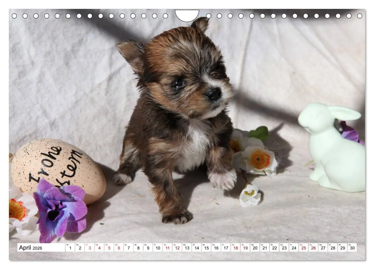 Bild: 9783457885284 | Bolonka Babykalender 2026 (Wandkalender 2026 DIN A4 quer), CALVENDO...