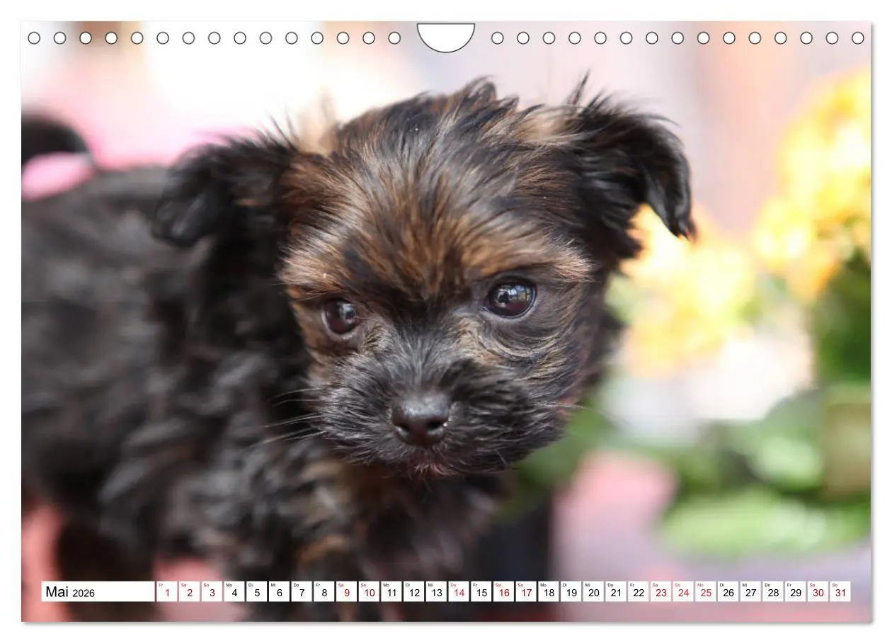 Bild: 9783457885284 | Bolonka Babykalender 2026 (Wandkalender 2026 DIN A4 quer), CALVENDO...