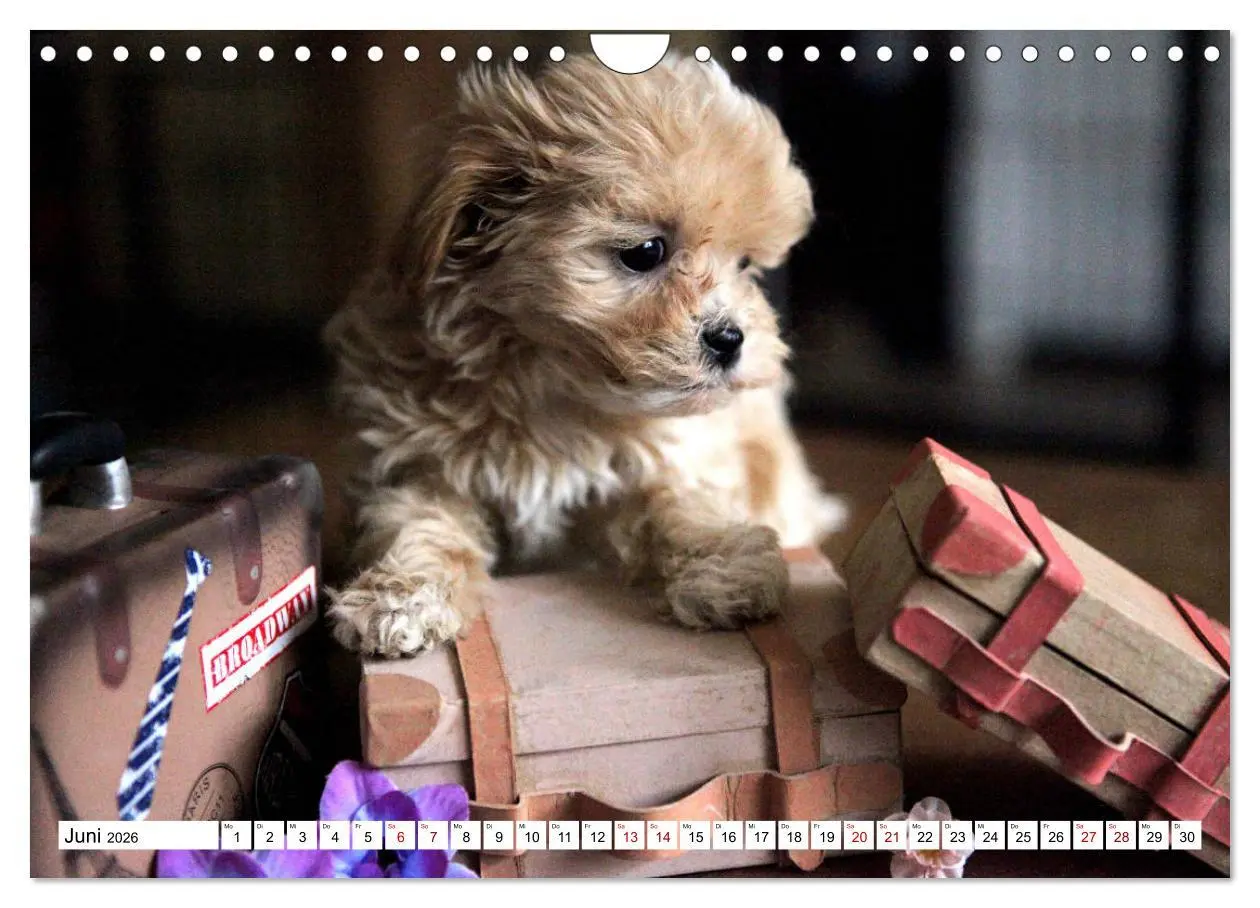 Bild: 9783457885284 | Bolonka Babykalender 2026 (Wandkalender 2026 DIN A4 quer), CALVENDO...