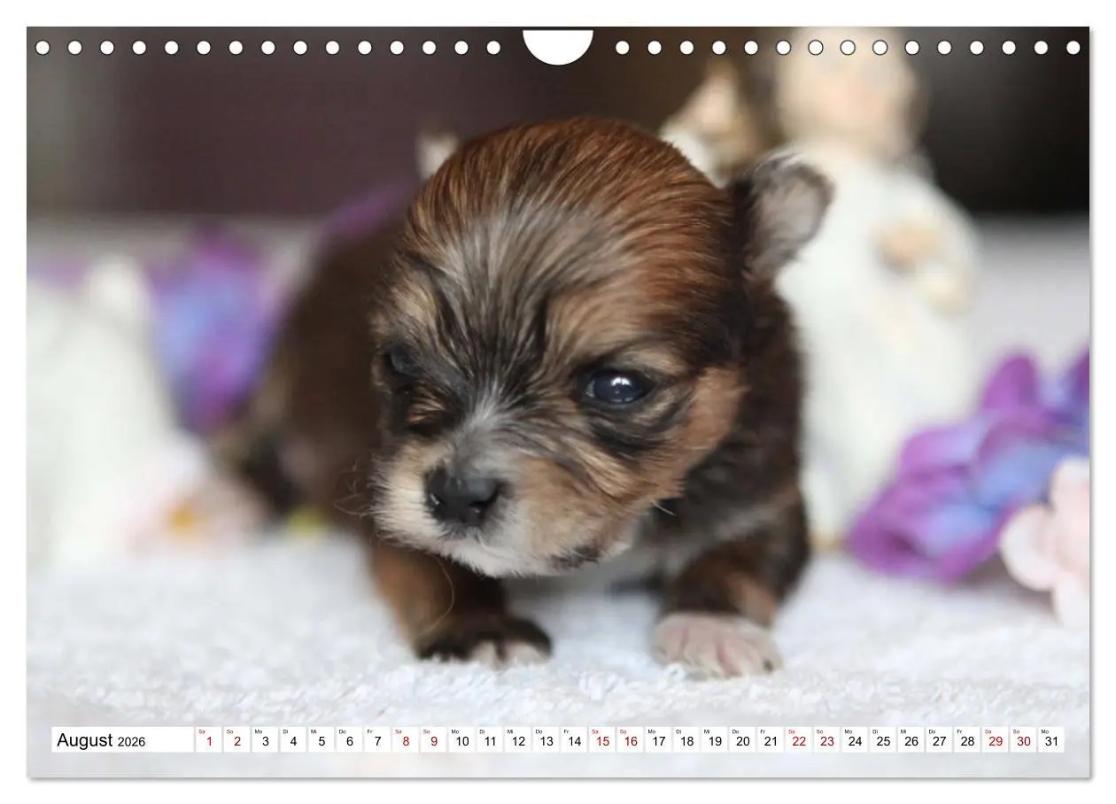 Bild: 9783457885284 | Bolonka Babykalender 2026 (Wandkalender 2026 DIN A4 quer), CALVENDO...