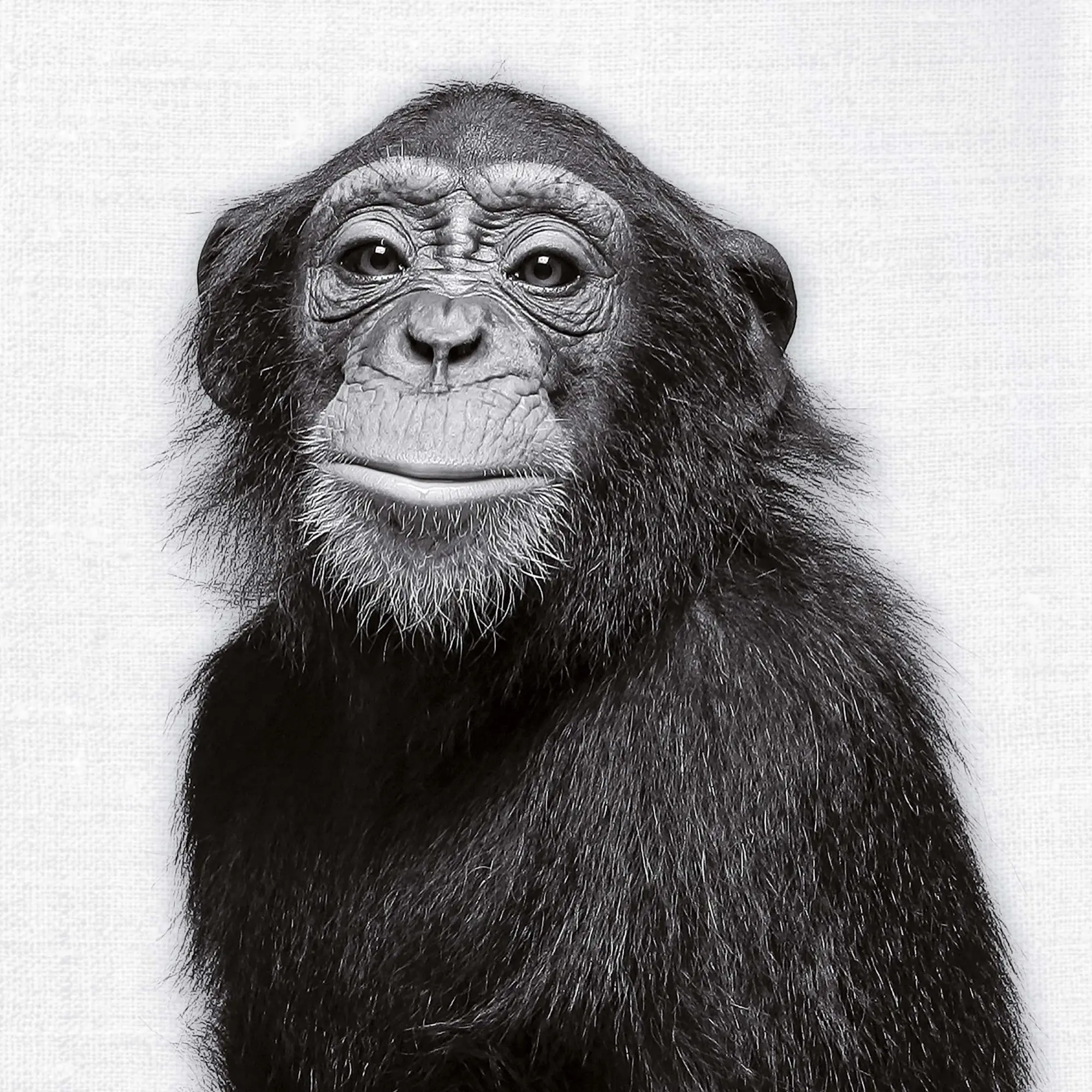 Bild: 9783959295284 | Animal Portrait 2026 | Kalender 2026 | Kalender | Wonderful World