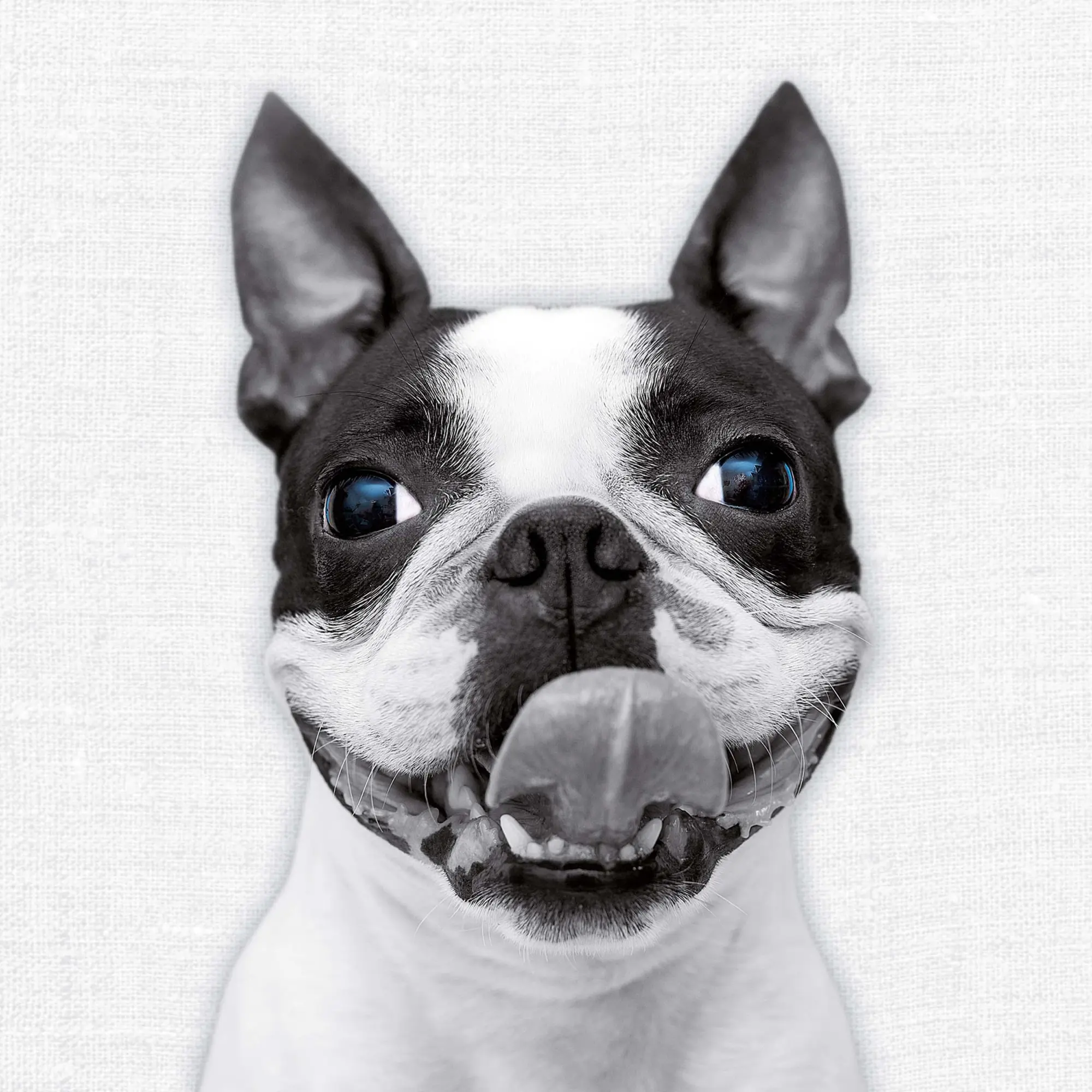 Bild: 9783959295284 | Animal Portrait 2026 | Kalender 2026 | Kalender | Wonderful World