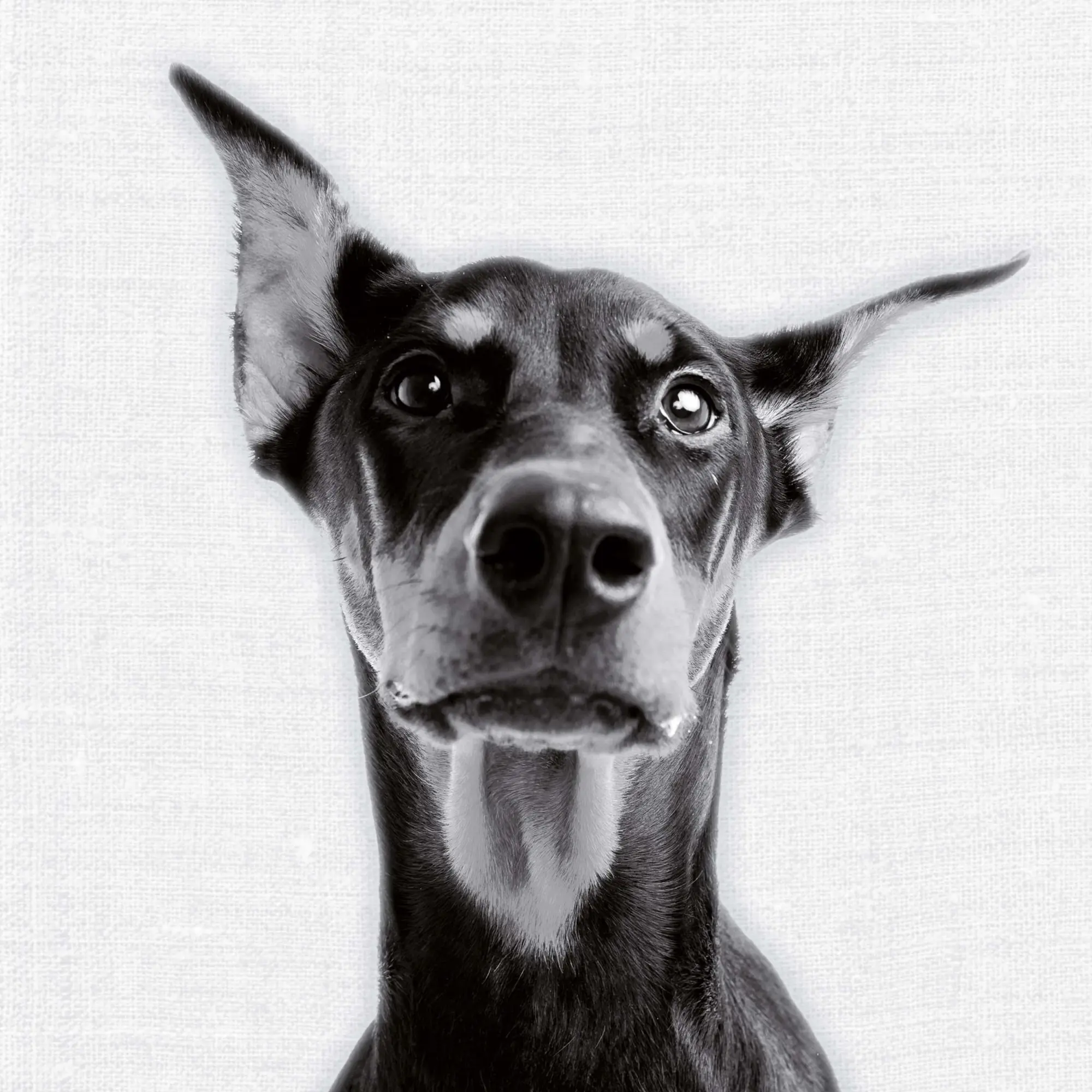 Bild: 9783959295284 | Animal Portrait 2026 | Kalender 2026 | Kalender | Wonderful World