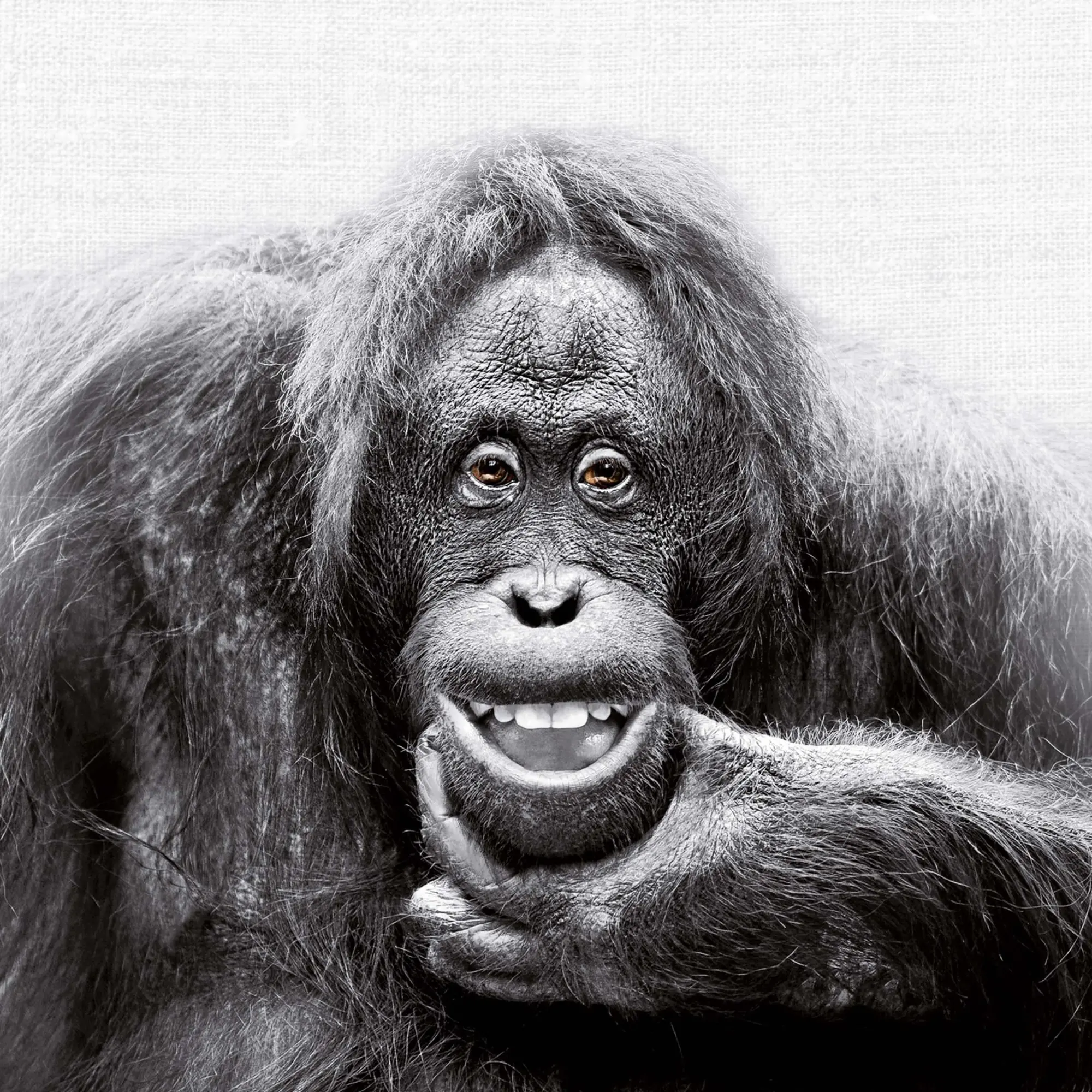 Bild: 9783959295284 | Animal Portrait 2026 | Kalender 2026 | Kalender | Wonderful World