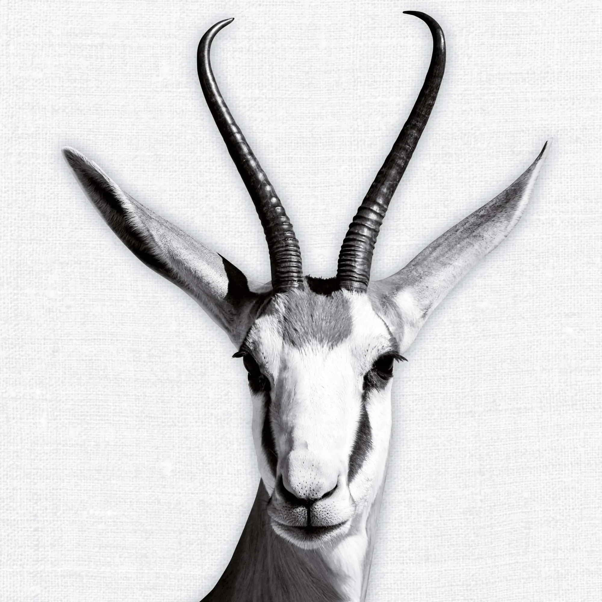 Bild: 9783959295284 | Animal Portrait 2026 | Kalender 2026 | Kalender | Wonderful World