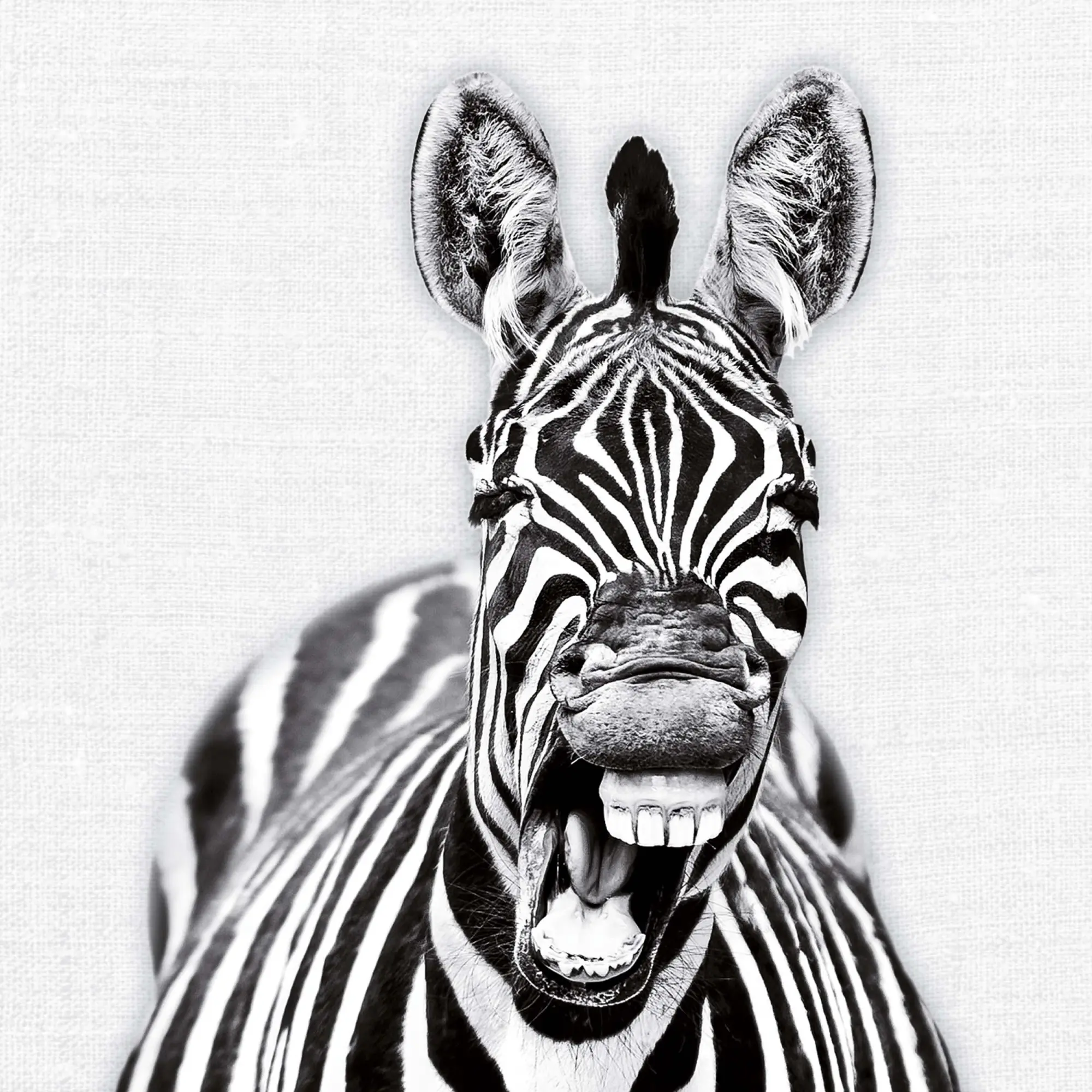 Bild: 9783959295284 | Animal Portrait 2026 | Kalender 2026 | Kalender | Wonderful World