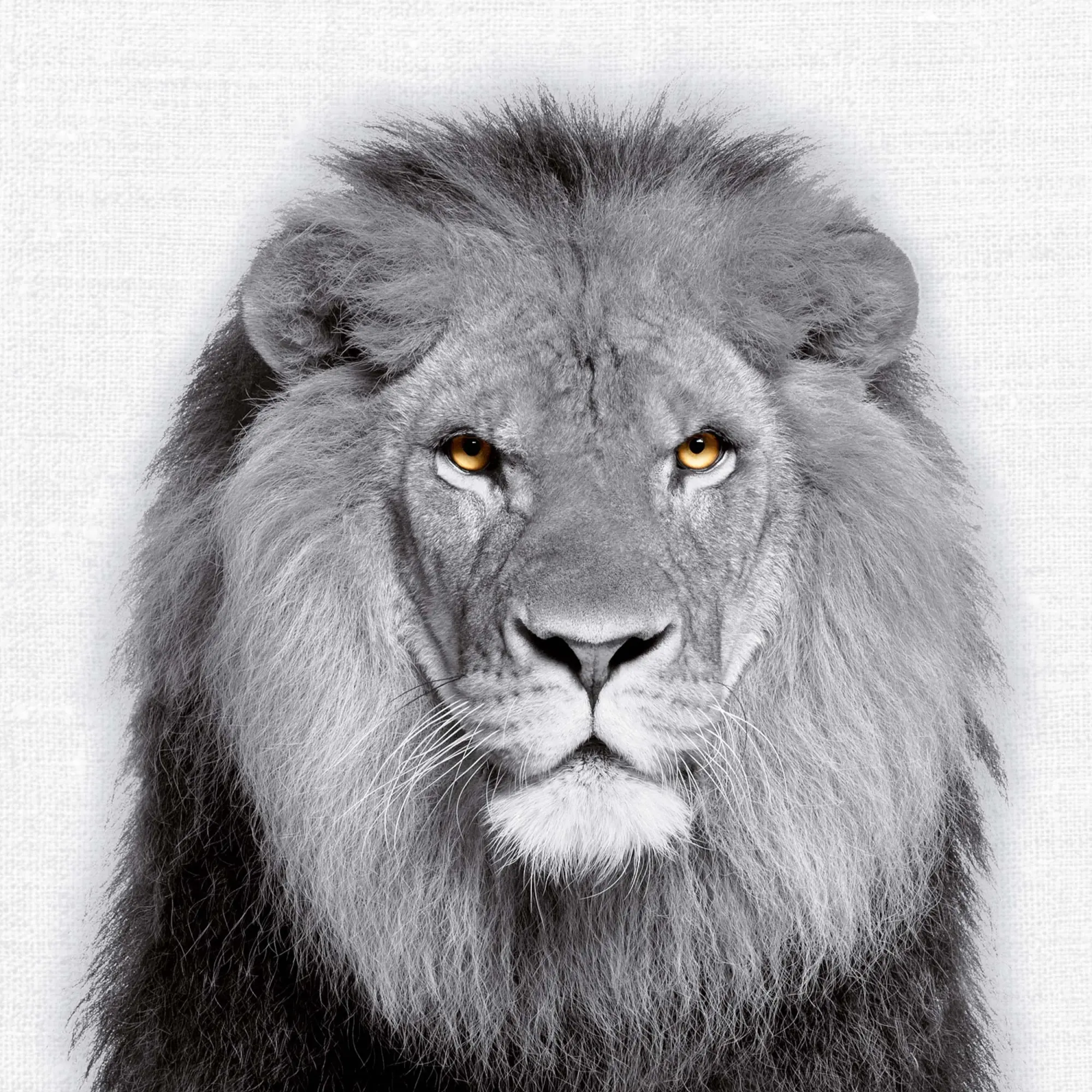 Bild: 9783959295284 | Animal Portrait 2026 | Kalender 2026 | Kalender | Wonderful World