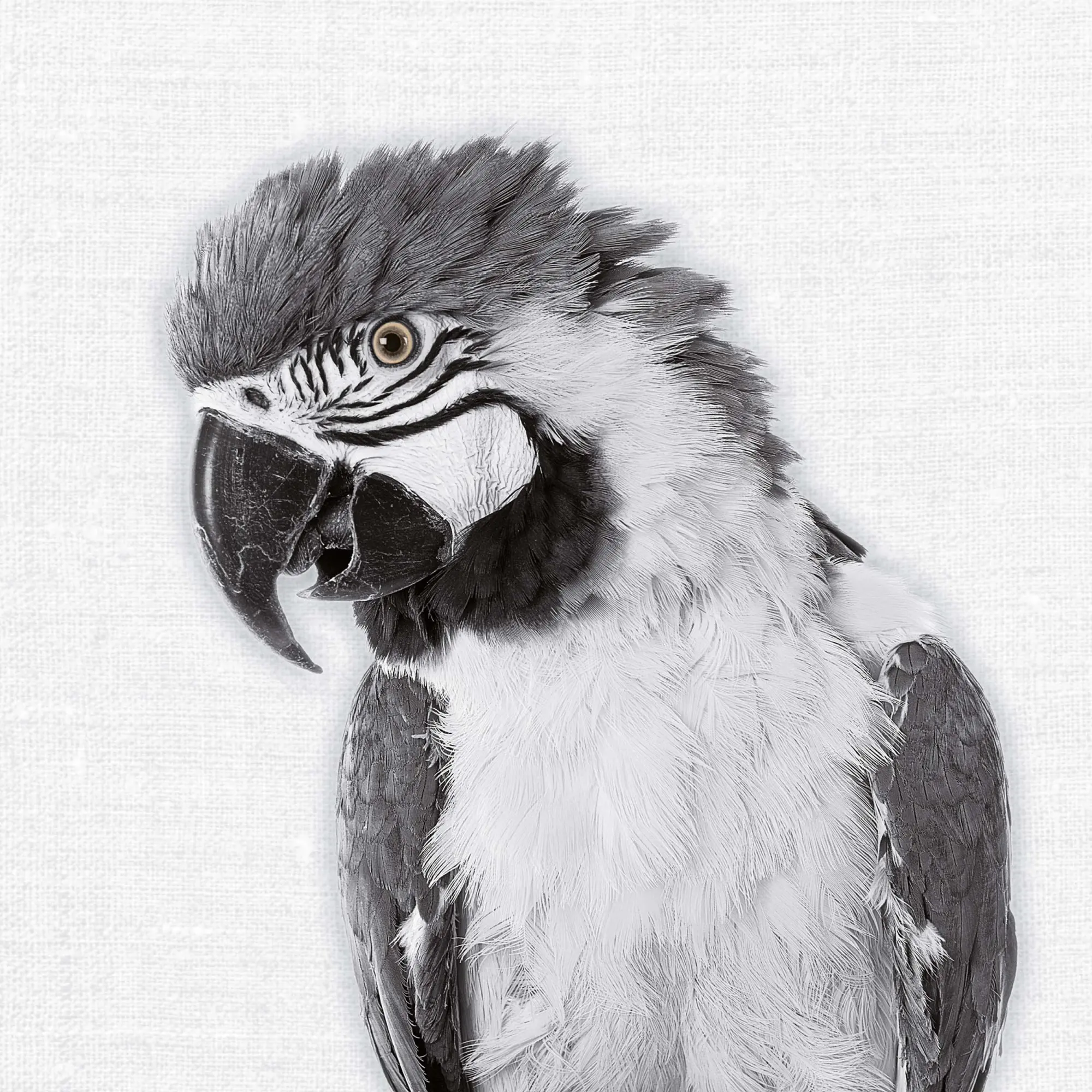 Bild: 9783959295284 | Animal Portrait 2026 | Kalender 2026 | Kalender | Wonderful World