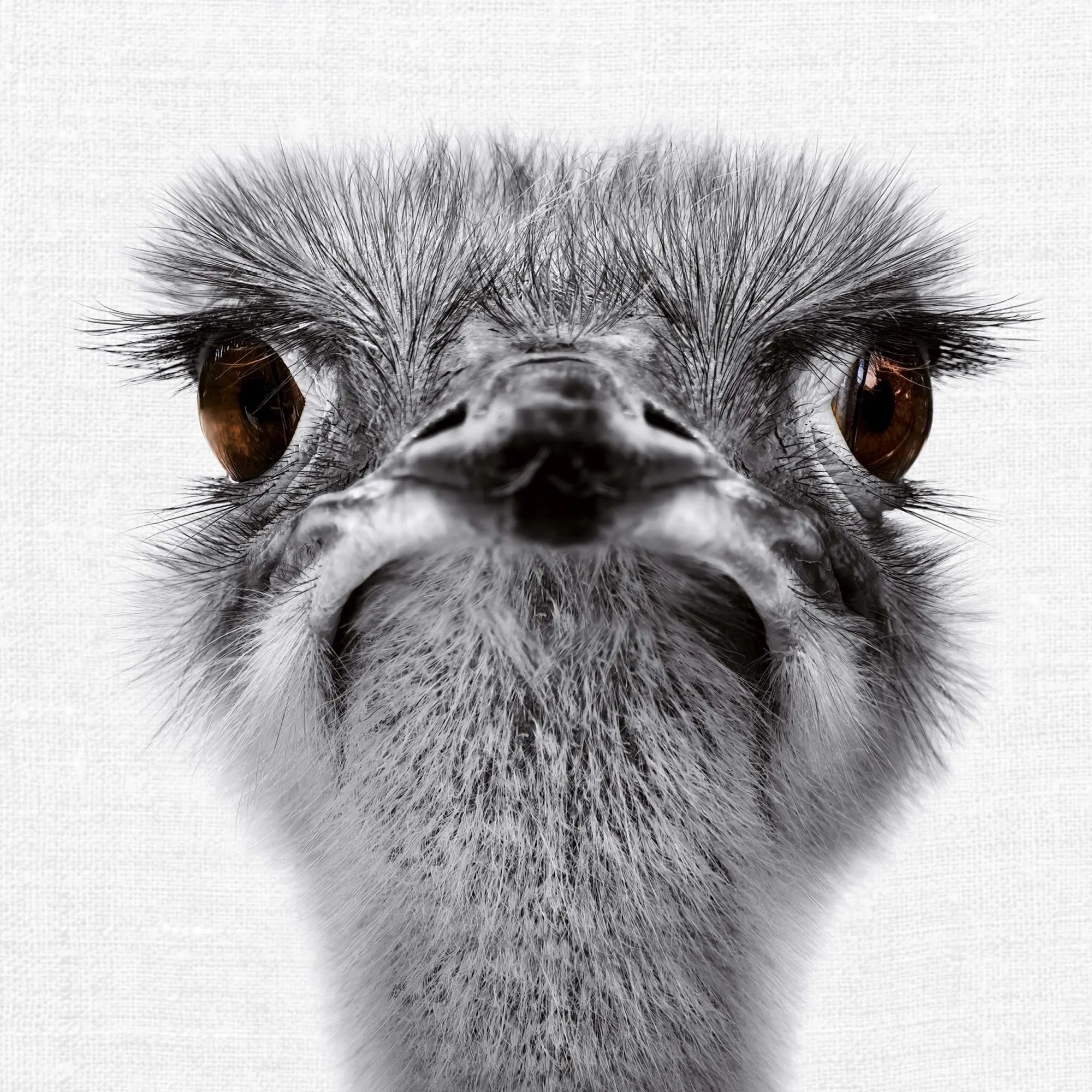 Bild: 9783959295284 | Animal Portrait 2026 | Kalender 2026 | Kalender | Wonderful World