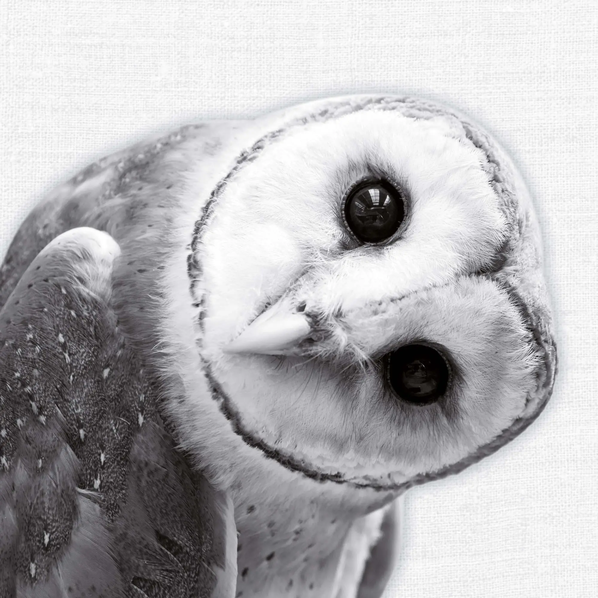 Bild: 9783959295284 | Animal Portrait 2026 | Kalender 2026 | Kalender | Wonderful World