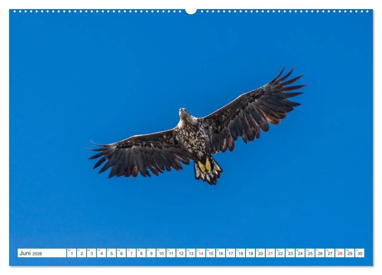 Bild: 9783457705384 | Lofoten Vesterålen (hochwertiger Premium Wandkalender 2026 DIN A2...