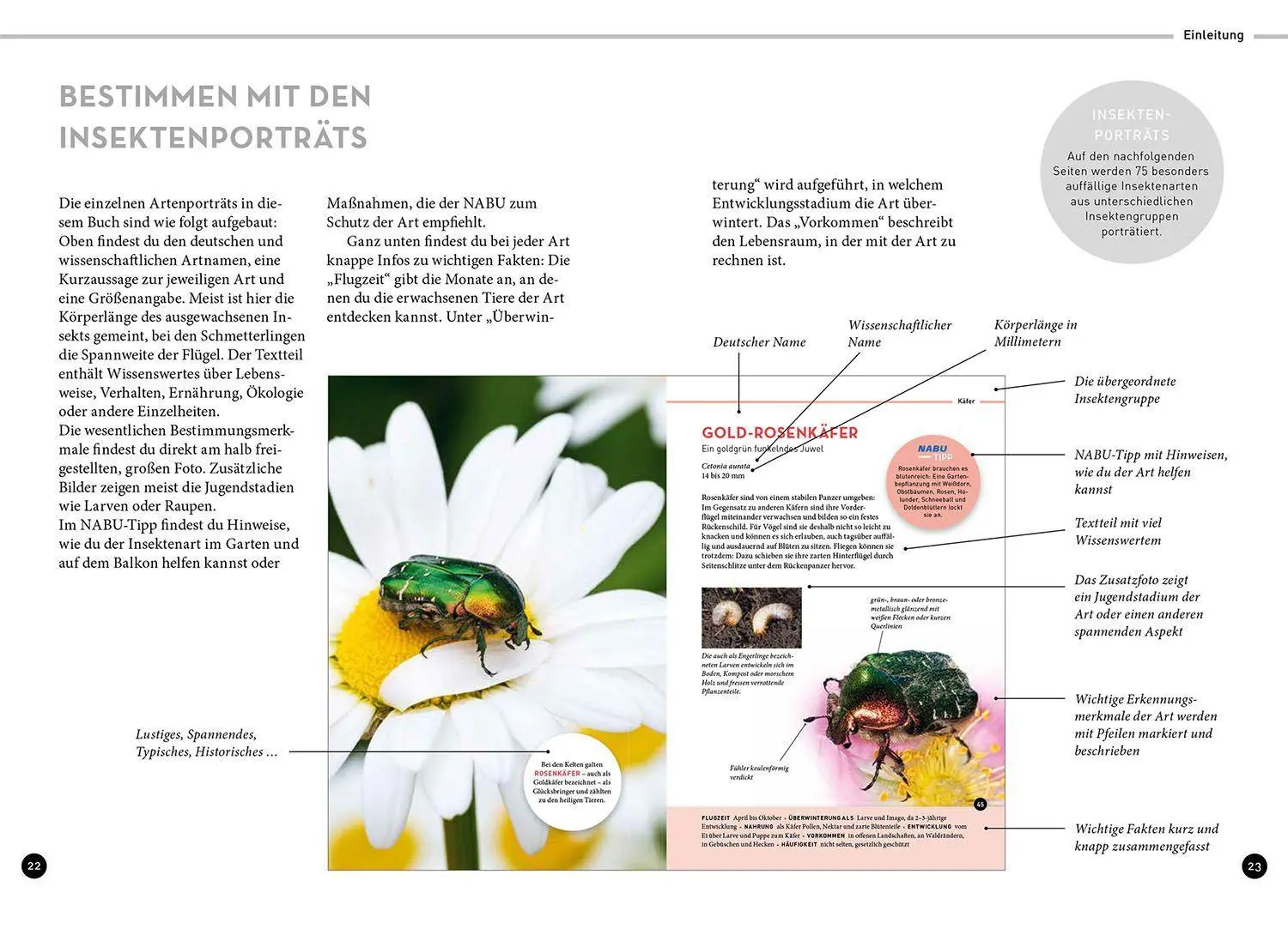 Bild: 9783440175484 | Wer summt denn hier? | Frank Hecker | Taschenbuch | 128 S. | Deutsch
