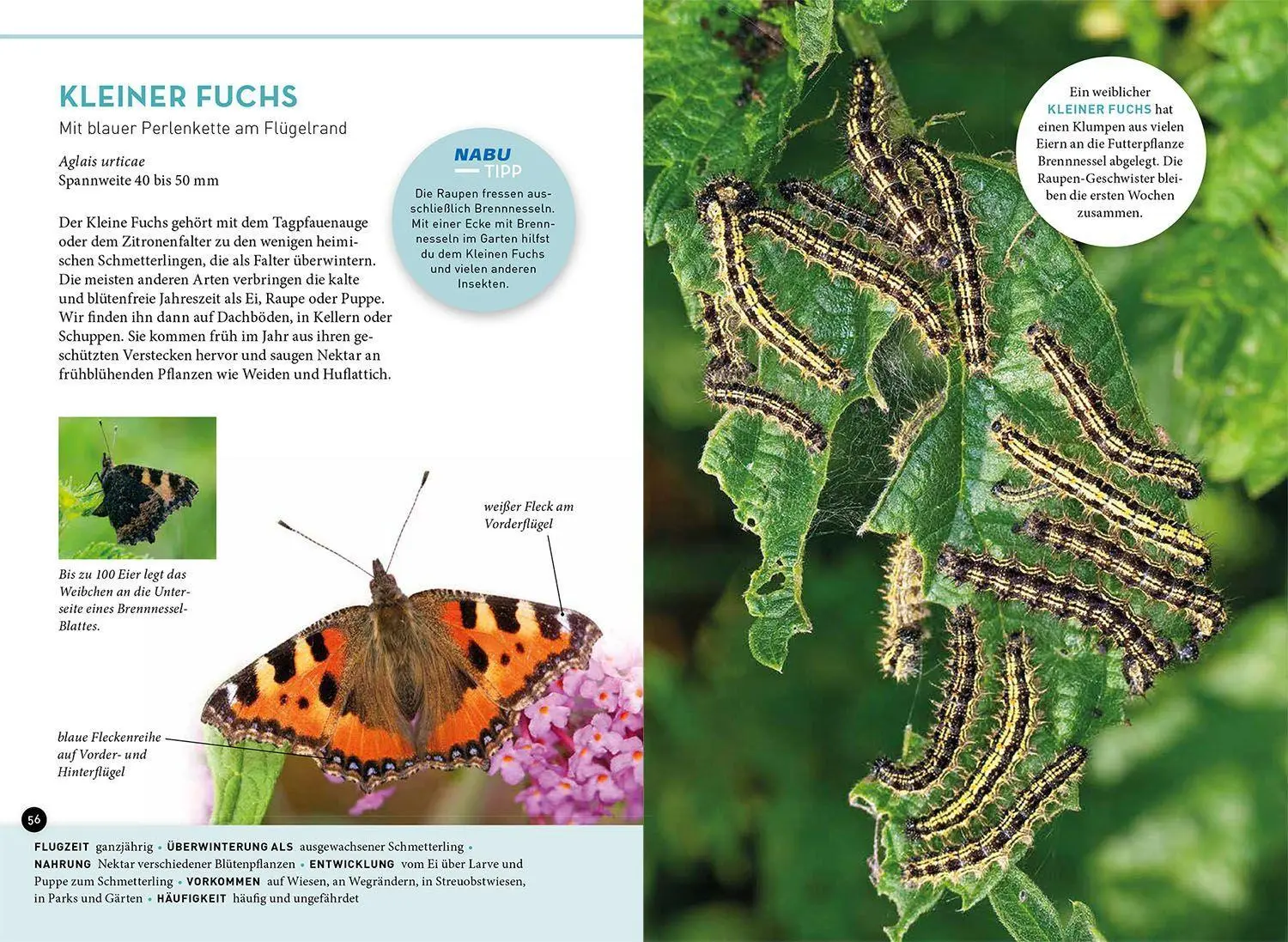 Bild: 9783440175484 | Wer summt denn hier? | Frank Hecker | Taschenbuch | 128 S. | Deutsch