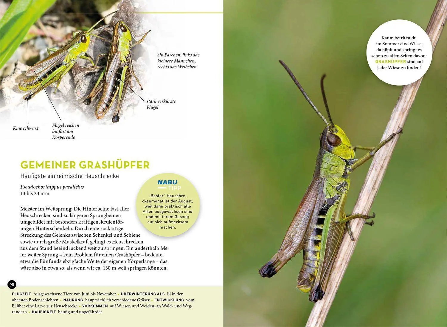 Bild: 9783440175484 | Wer summt denn hier? | Frank Hecker | Taschenbuch | 128 S. | Deutsch