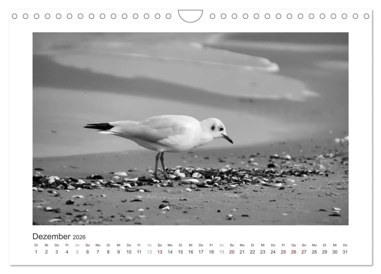 Bild: 9783457935484 | Monochrom Meer (Wandkalender 2026 DIN A4 quer), CALVENDO...