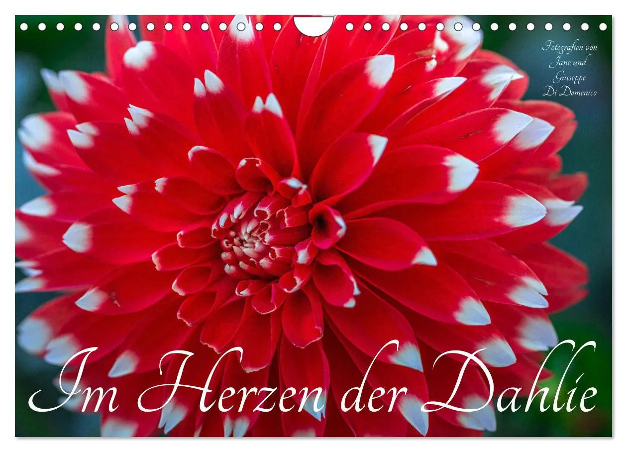 Cover: 9783457545584 | Im Herzen der Dahlie (Wandkalender 2026 DIN A4 quer), CALVENDO...
