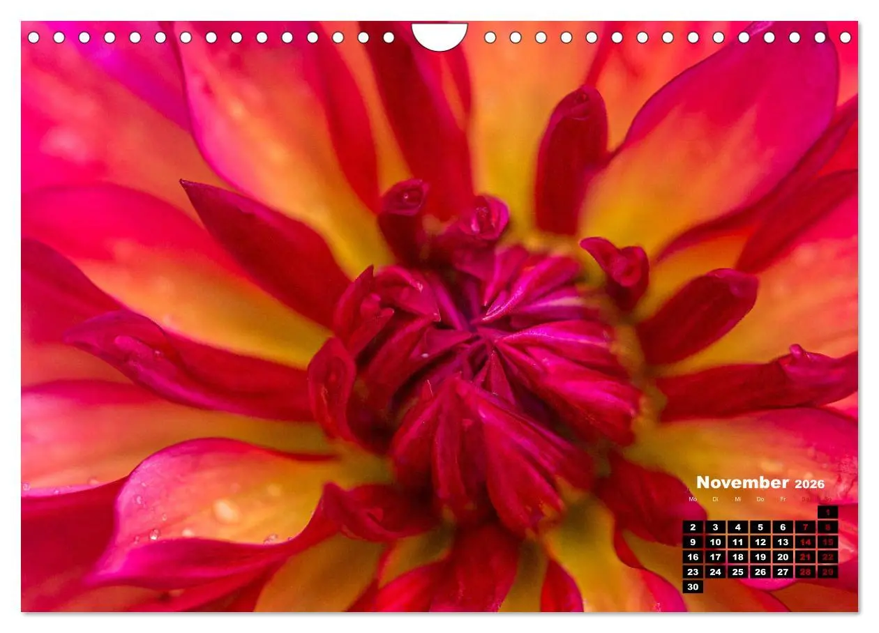 Bild: 9783457545584 | Im Herzen der Dahlie (Wandkalender 2026 DIN A4 quer), CALVENDO...
