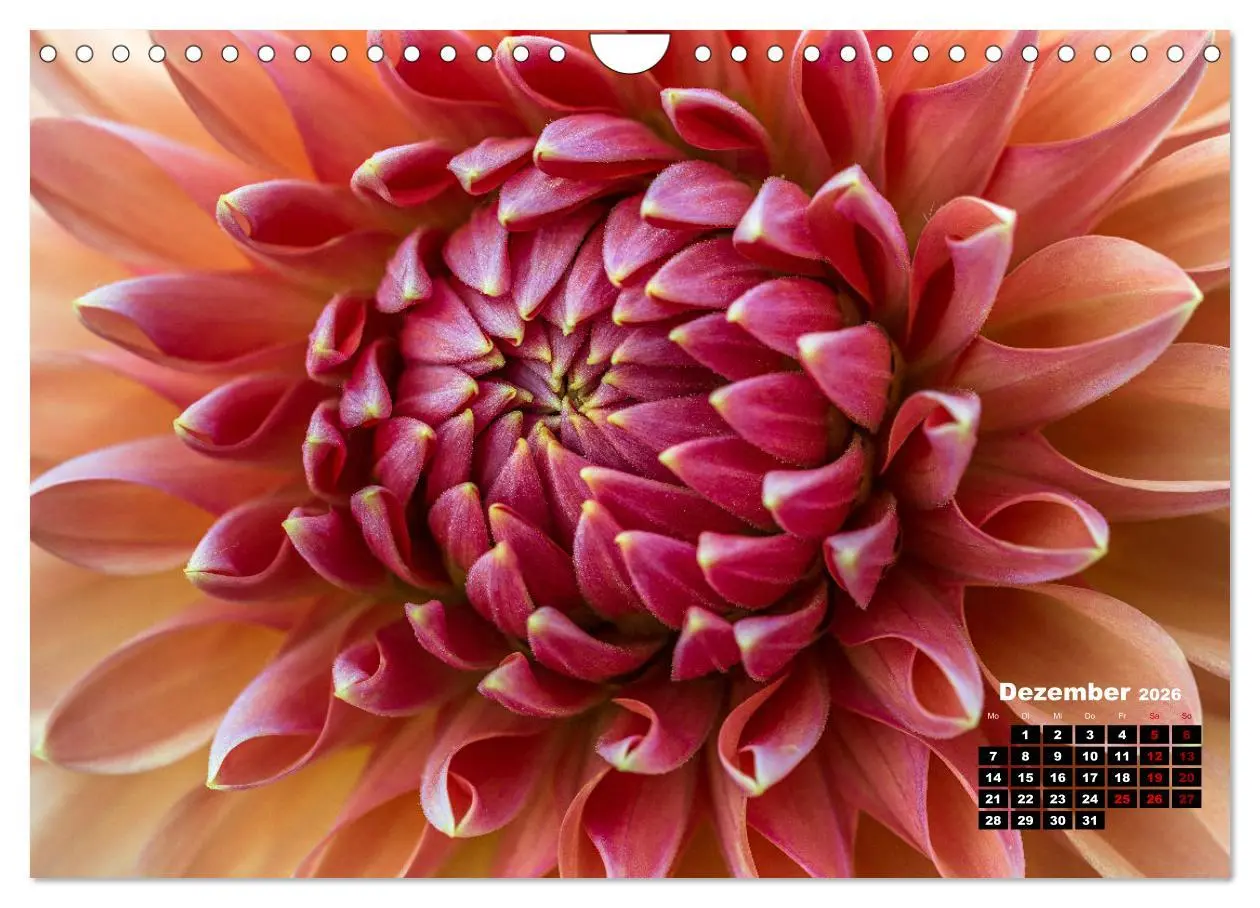 Bild: 9783457545584 | Im Herzen der Dahlie (Wandkalender 2026 DIN A4 quer), CALVENDO...