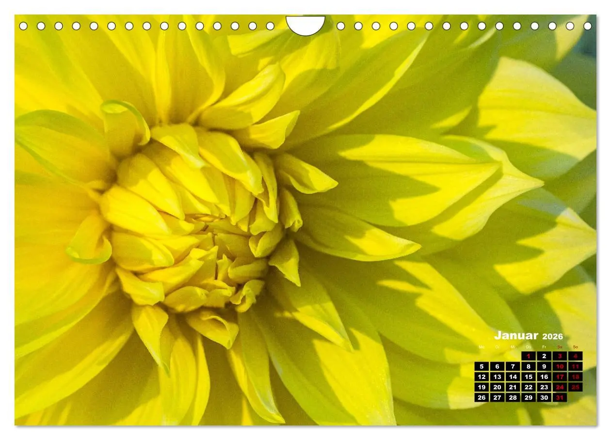 Bild: 9783457545584 | Im Herzen der Dahlie (Wandkalender 2026 DIN A4 quer), CALVENDO...