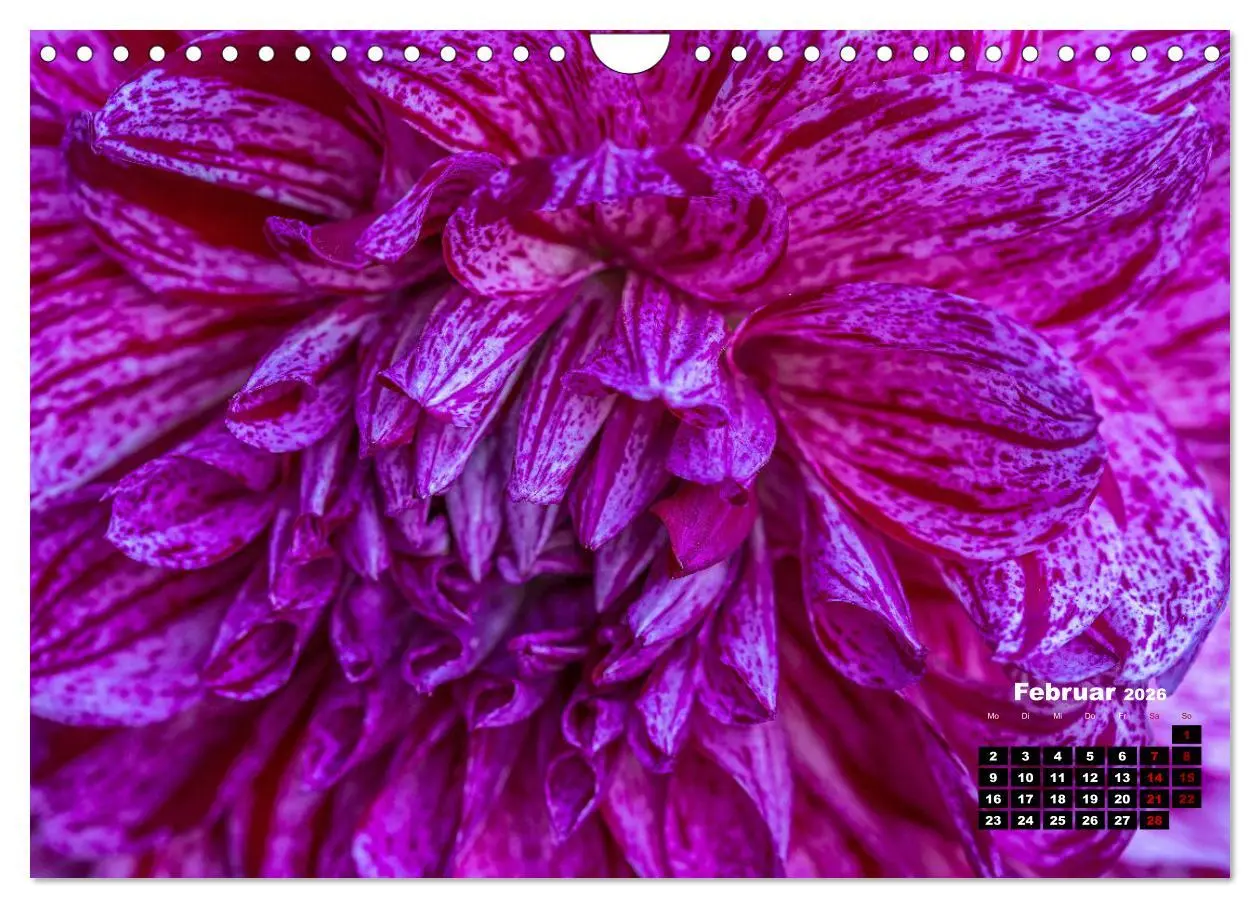 Bild: 9783457545584 | Im Herzen der Dahlie (Wandkalender 2026 DIN A4 quer), CALVENDO...