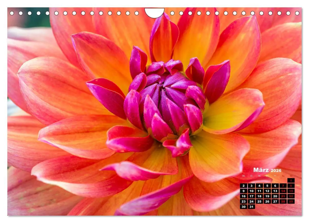 Bild: 9783457545584 | Im Herzen der Dahlie (Wandkalender 2026 DIN A4 quer), CALVENDO...
