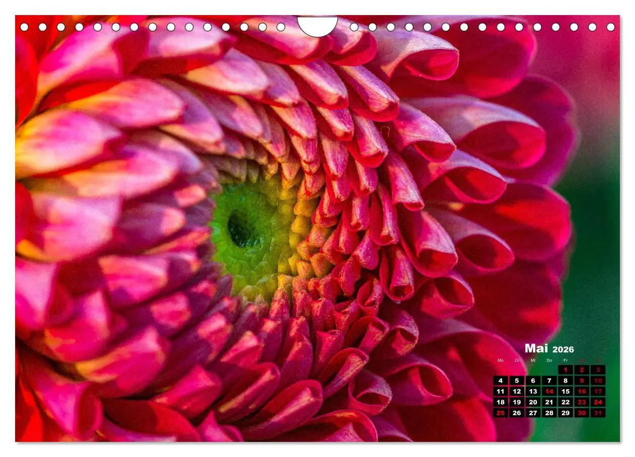 Bild: 9783457545584 | Im Herzen der Dahlie (Wandkalender 2026 DIN A4 quer), CALVENDO...