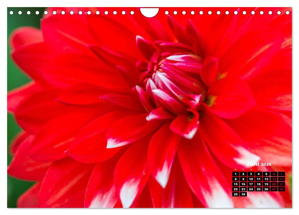 Bild: 9783457545584 | Im Herzen der Dahlie (Wandkalender 2026 DIN A4 quer), CALVENDO...
