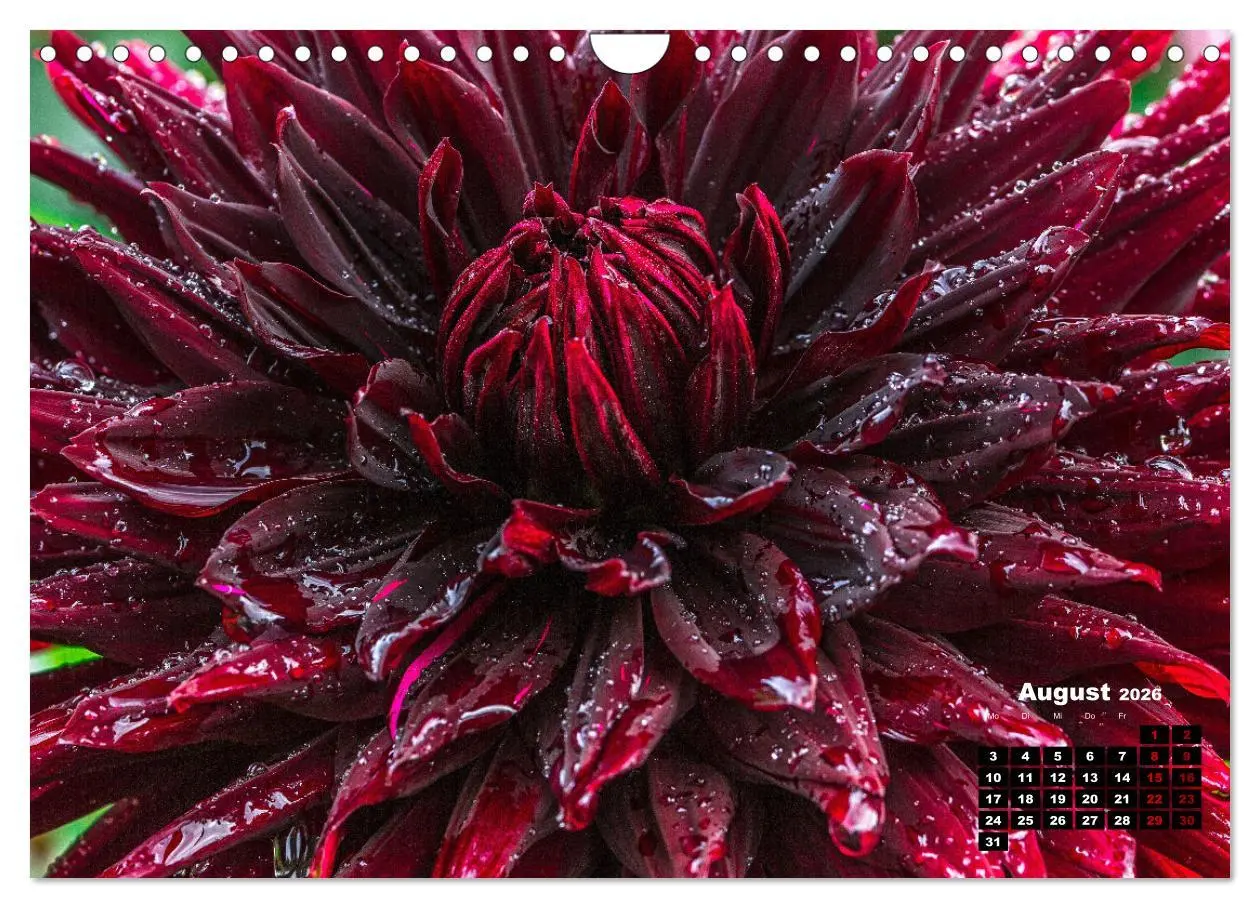 Bild: 9783457545584 | Im Herzen der Dahlie (Wandkalender 2026 DIN A4 quer), CALVENDO...