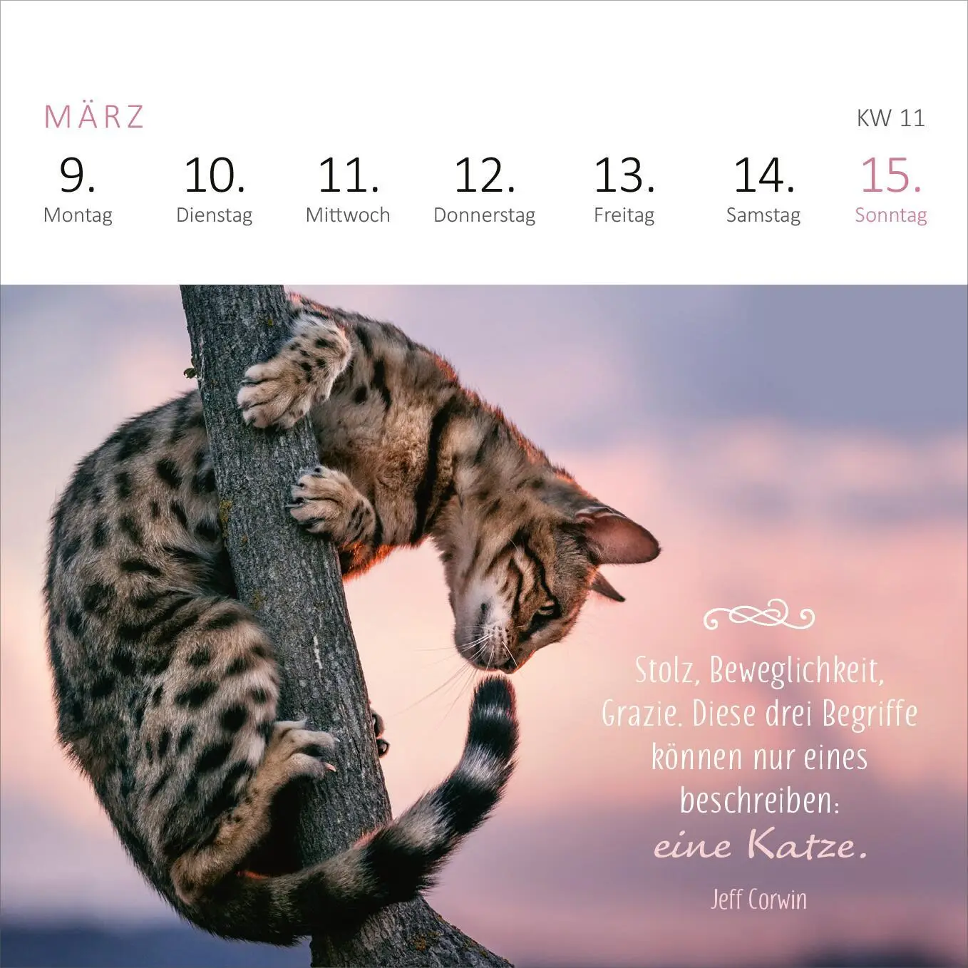 Bild: 4014489135784 | Mini-Wochenkalender Katzenweisheiten 2026 | Kalender | 108 S. | 2026