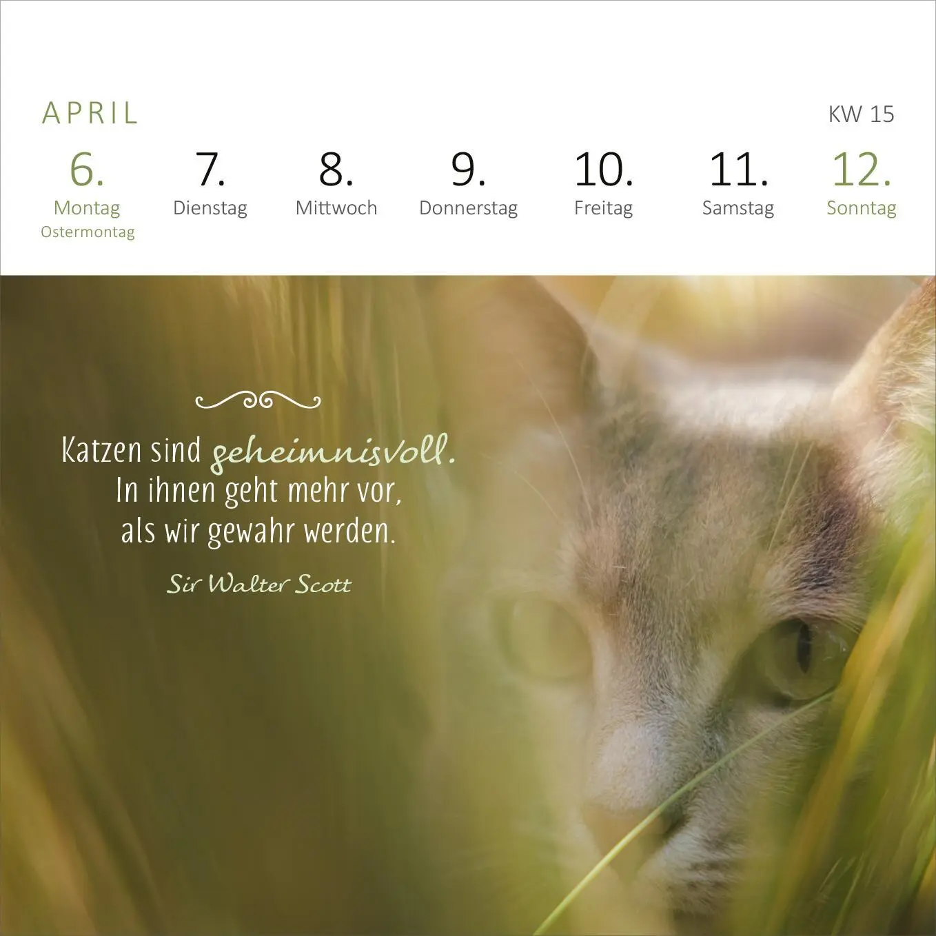 Bild: 4014489135784 | Mini-Wochenkalender Katzenweisheiten 2026 | Kalender | 108 S. | 2026