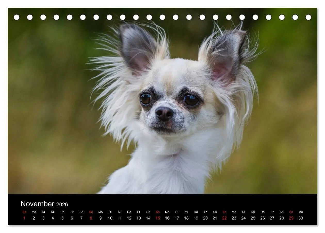 Bild: 9783516165784 | Chihuahua - Kleine Hunde ganz groß (Tischkalender 2026 DIN A5...