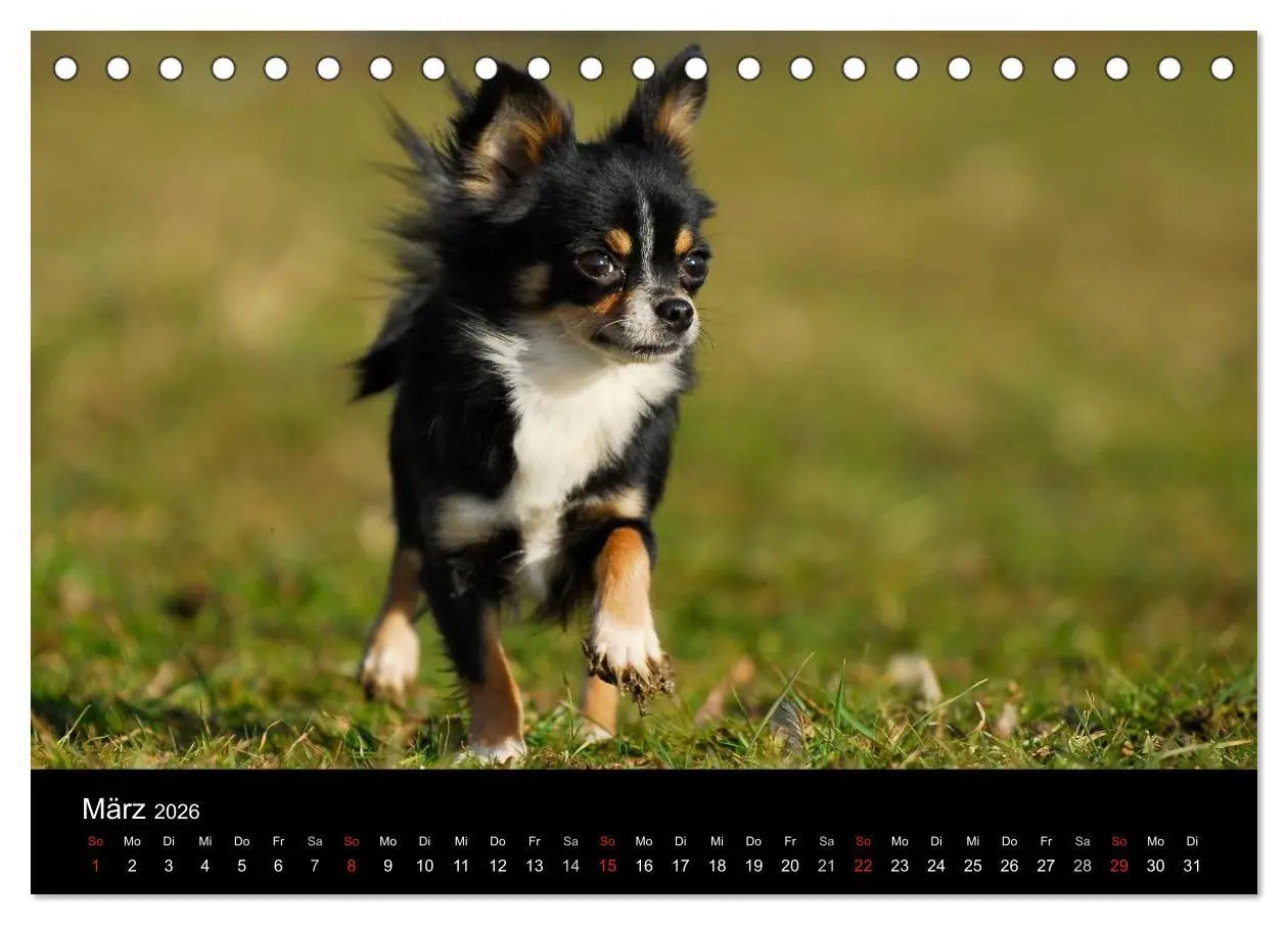 Bild: 9783516165784 | Chihuahua - Kleine Hunde ganz groß (Tischkalender 2026 DIN A5...