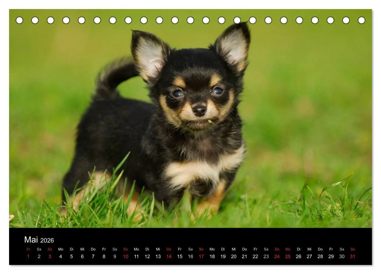 Bild: 9783516165784 | Chihuahua - Kleine Hunde ganz groß (Tischkalender 2026 DIN A5...