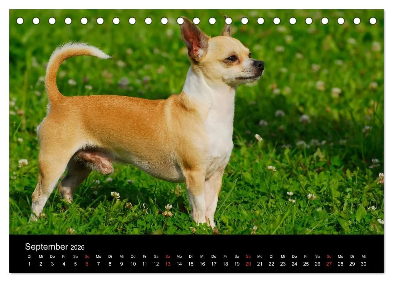 Bild: 9783516165784 | Chihuahua - Kleine Hunde ganz groß (Tischkalender 2026 DIN A5...